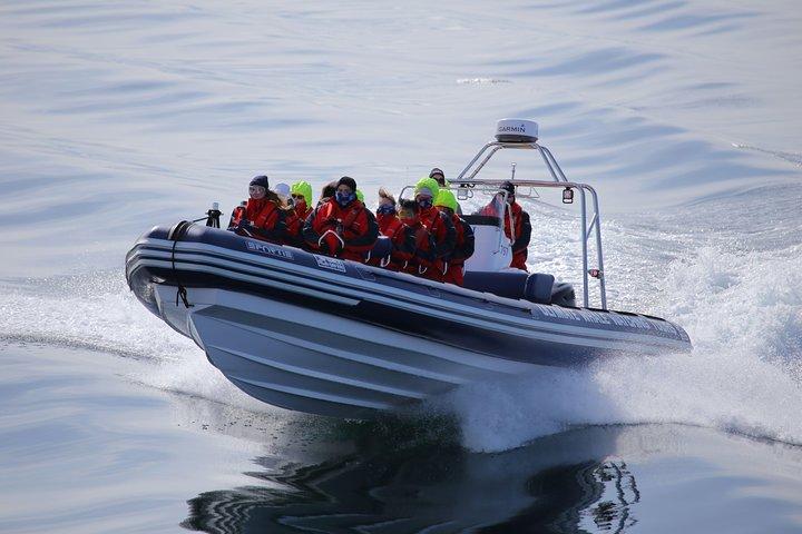 Barca espressa RIB: Balene, Eyjajord e Akureyri