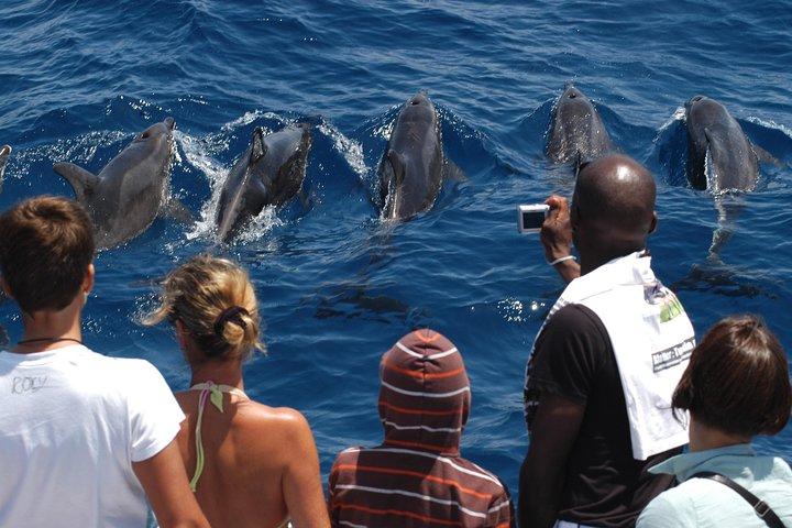 Esprit de la Mer : Observation des baleines à Gran Canaria