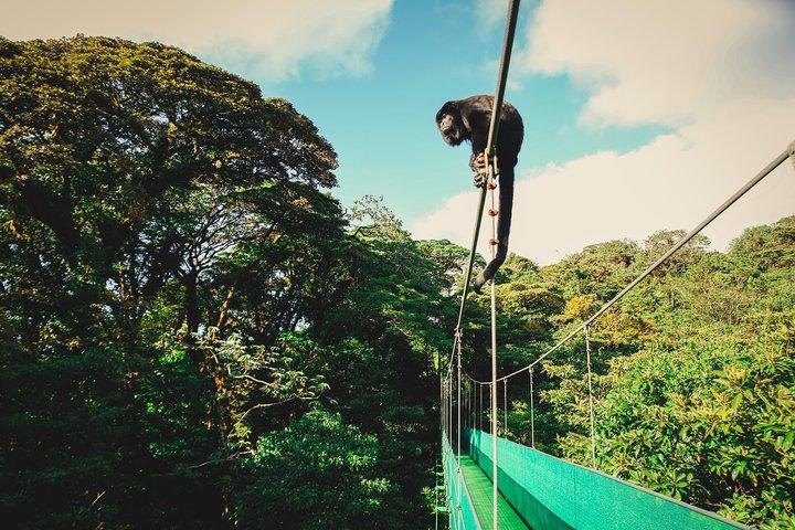 Sky Adventures Combo: Walk, Tram & Zipline from Monteverde