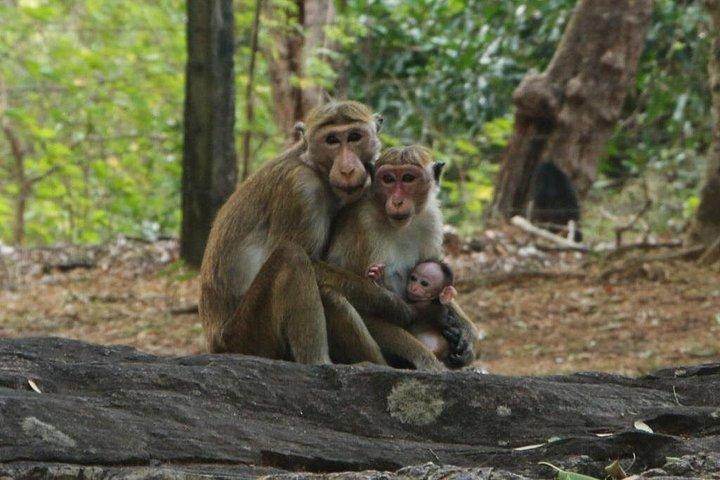 ダンブッラからシギリヤまたはピドゥランガラ、ポロンナルワへの日帰りツアー