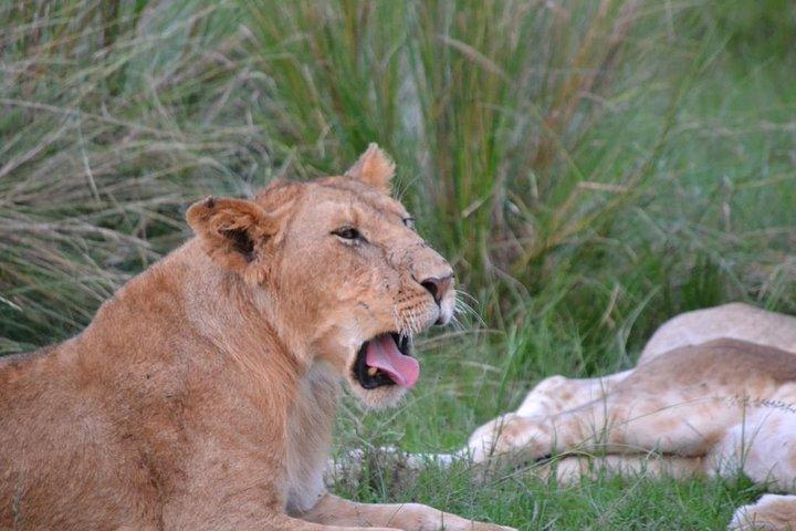 Nairobi National Park Game Drive