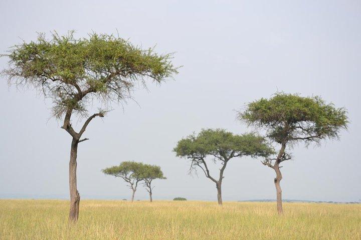 Nairobi National Park Game Drive