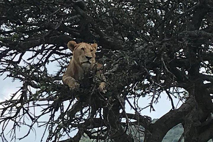 Nairobi National Park Game Drive