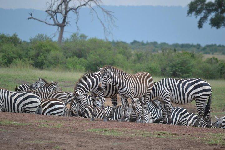 Nairobi National Park Game Drive