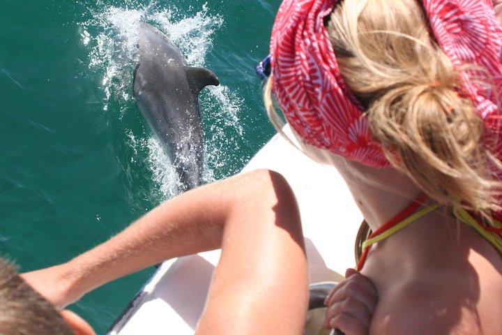 Dolphin Watching in the Wild - Half Day