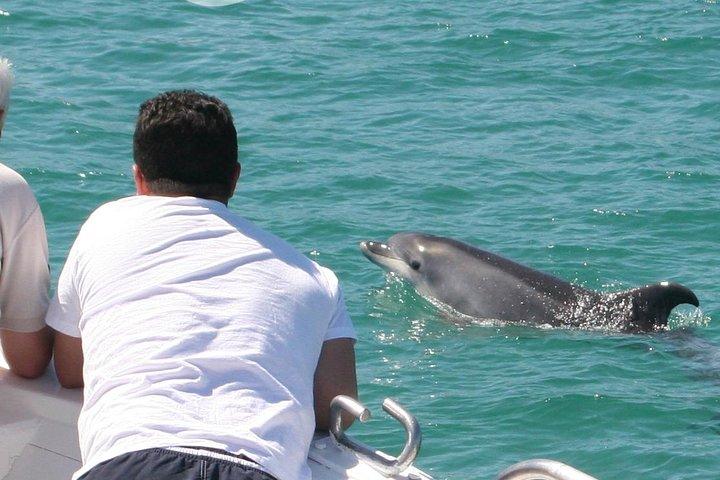 Dolphin Watching in the Wild - Half Day