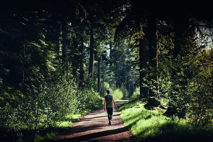 Glen Affric & Culloden Tour from Inverness Including Admissions