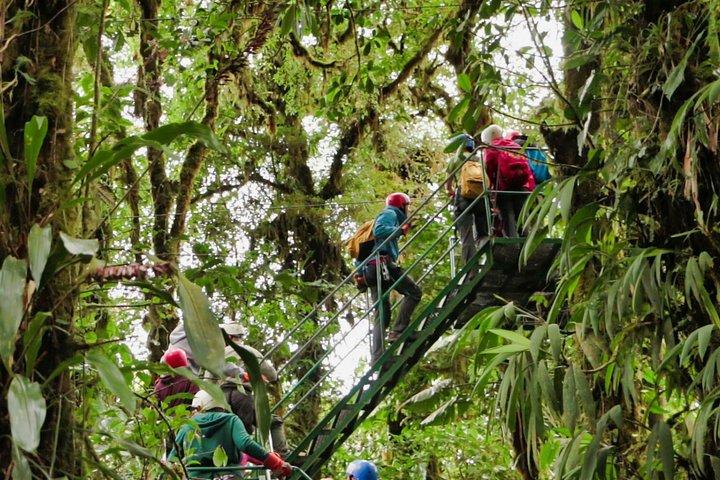 Recorrido con tirolina por las copas de los árboles y puentes colgantes en Monteverde