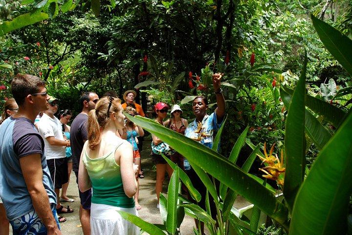 Delicia de la isla Soufriere