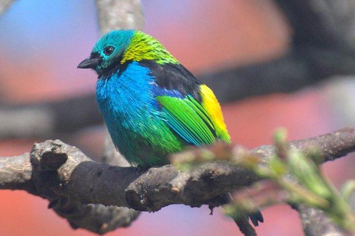 キツツキツアーでチジュカ国立公園のバードウォッチング
