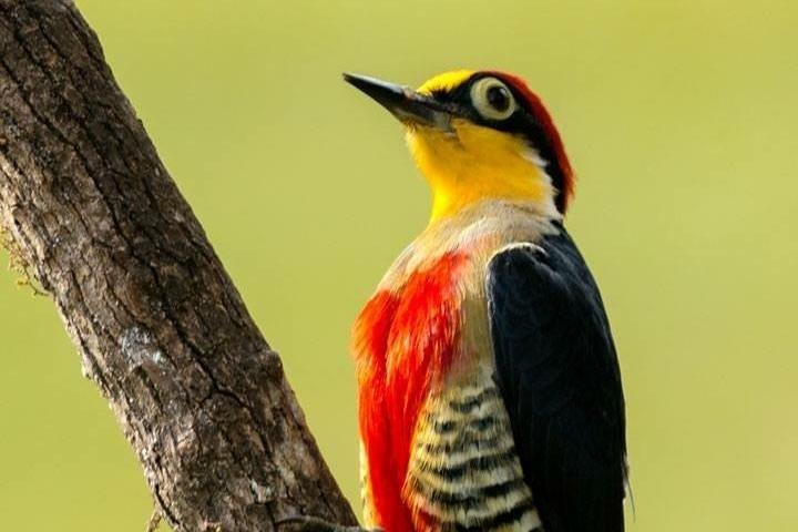 キツツキツアーでチジュカ国立公園のバードウォッチング