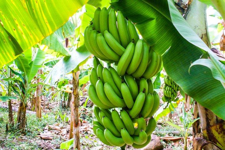 Delicia de la isla Soufriere
