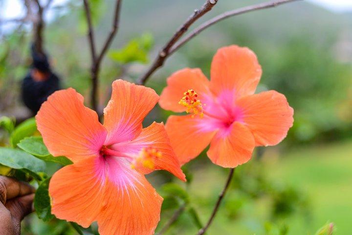 Essence of St Lucia Heritage Experience