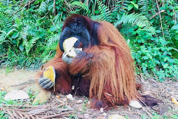 クアラルンプール発オランウータン島日帰りツアー