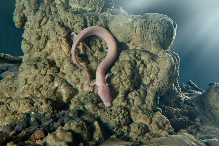 Groepsreis naar Postojna Cave vanuit Koper - met unieke grottrein