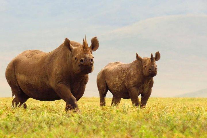Ngorongoro Crater Day Trip from Arusha