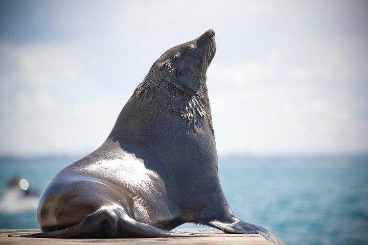 90 minute wildlife and scenic cruise