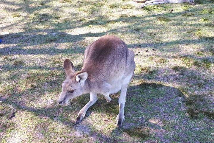 Blue Mountains Private Tour with Kangaroo and Koala Experience