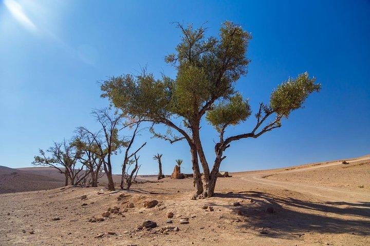 アガフィ砂漠でのラクダ乗りと昼食付きのカサブランカからのマラケシュ日帰り旅行