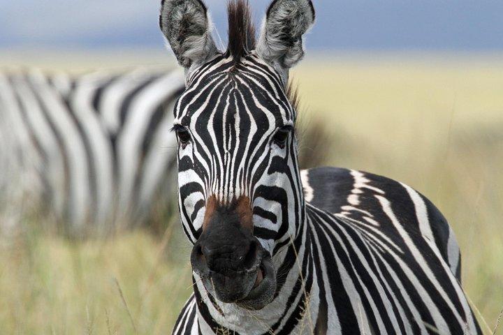 4-dages safari fra Arusha: Tarangire, Serengeti og Ngorongoro