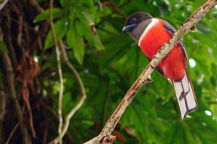 Escursione di birdwatching di 2 giorni nella foresta pluviale di Sinharaja