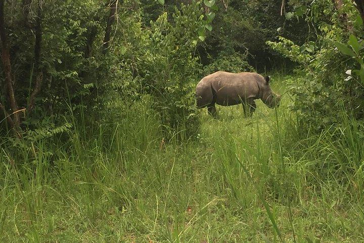 マーチソン フォールズ国立公園の 3 日間野生動物ツアー、チンパンジーとサイの追跡。