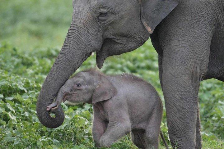Privat halvdagstur: Udawalawe National Park med elefanttransit hjemmebesøg