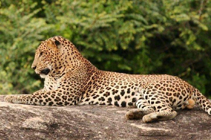 Ganztägige gemeinsame Safari im Yala-Nationalpark mit La Safari Inn Tours