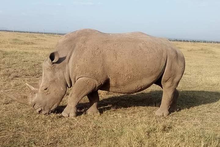 4日間マサイマラ国立保護区とナクル湖忘れられないサファリ