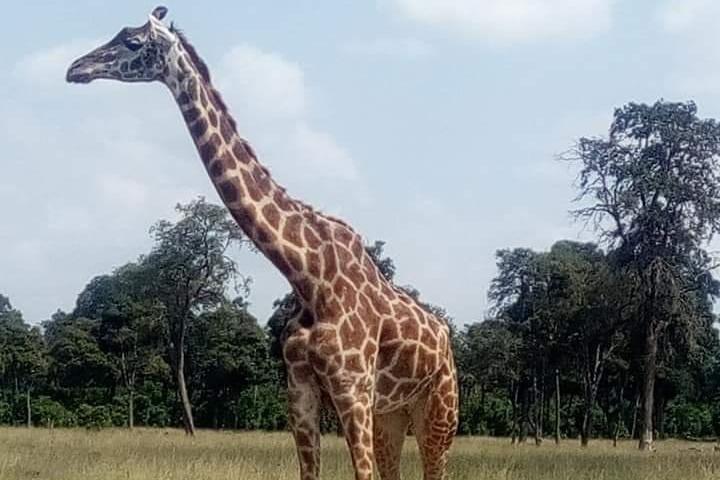 アンボセリ国立公園、ケニアで3日間のキャンプサファリ
