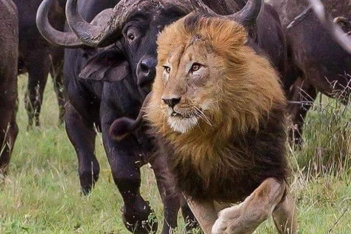 アンボセリ国立公園、ケニアで3日間のキャンプサファリ