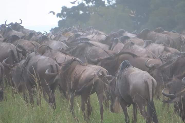 Hoteller i nærheden af Tarangire, Serengeti, Ngorongoro & Manyara