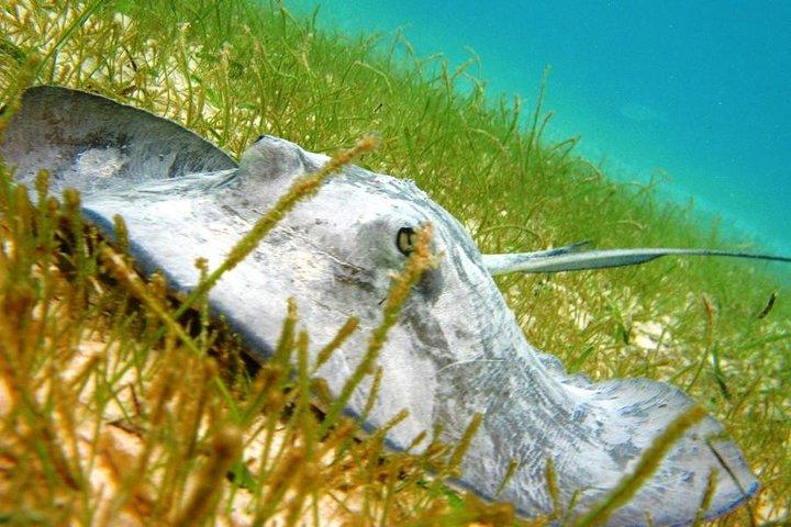 Tartarugas e Cenote de Cancun