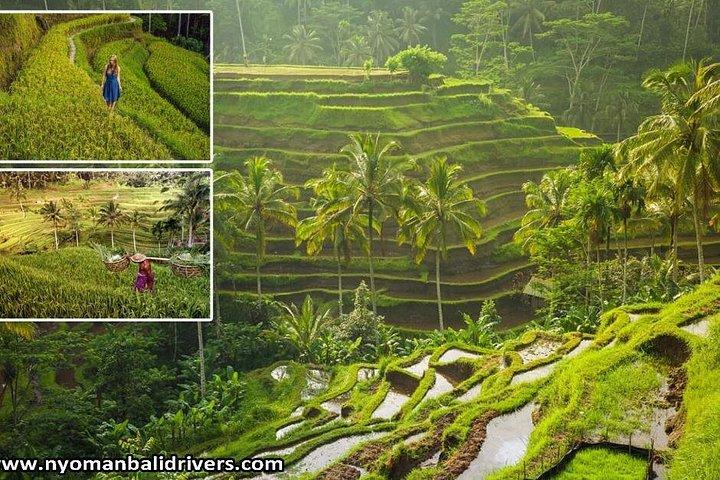 Ubud Full Day Tour
