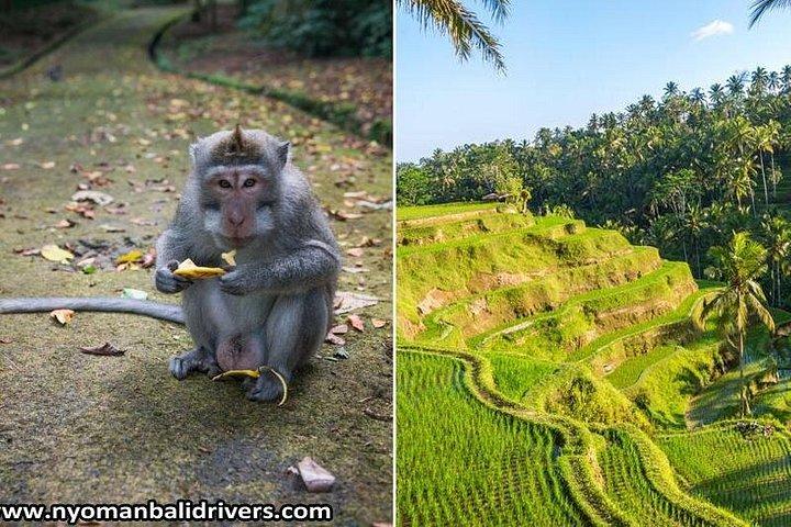 Ubud Full Day Tour