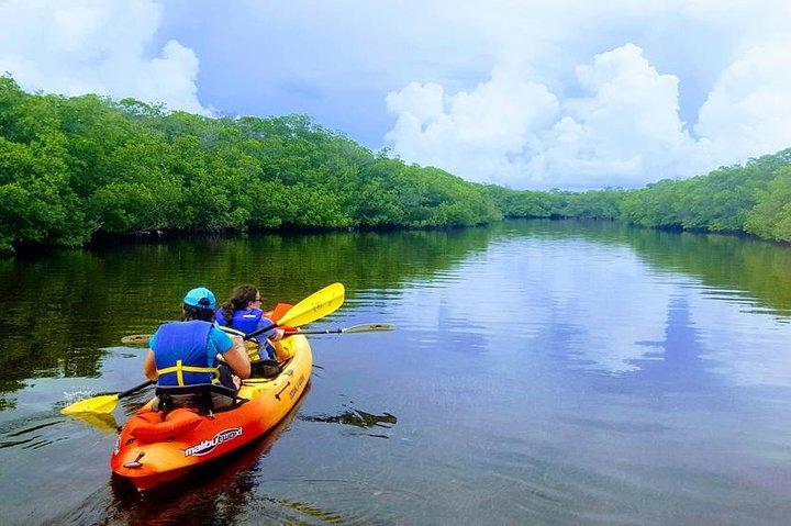 Mangrovie e lamantini - Tour ecologico guidato in kayak