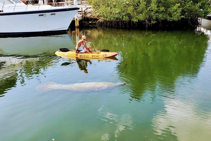 Mangrovie e lamantini - Tour ecologico guidato in kayak