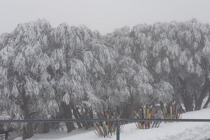 Excursion d’une journée au Mount Buller au départ de Melbourne