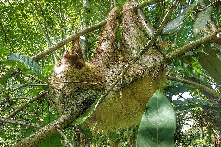 Sloths Watching Tour durch Sloth's Territory