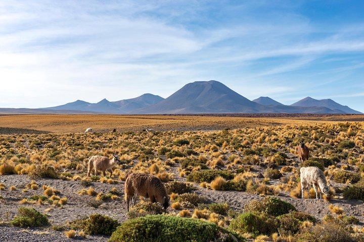 Puna Salt Flats - Full Day Tour - San Pedro de Atacama - Must Visit