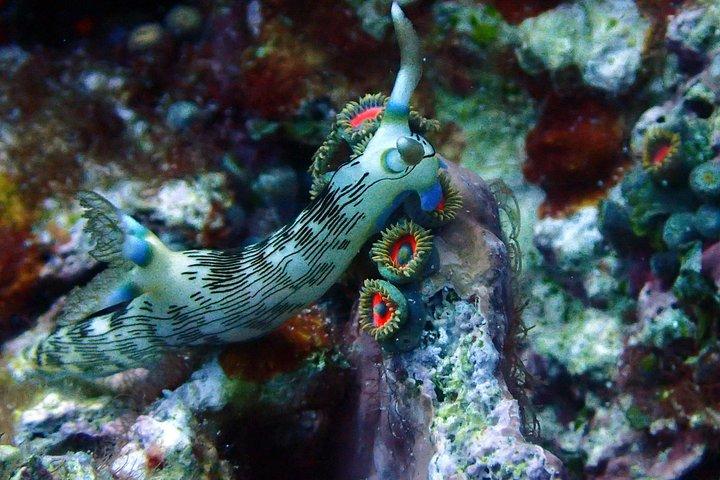 Nusa Penida Day Trip for 3 dives
