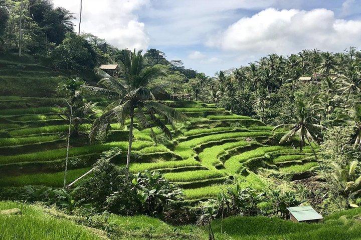 3 - Tour privato di Bali con Ubud, Tanah Lot e Uluwatu
