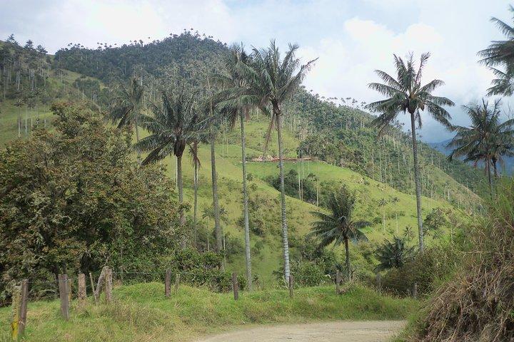 Salento, Cradle of wax palm, passeio de caminhada Carbonera