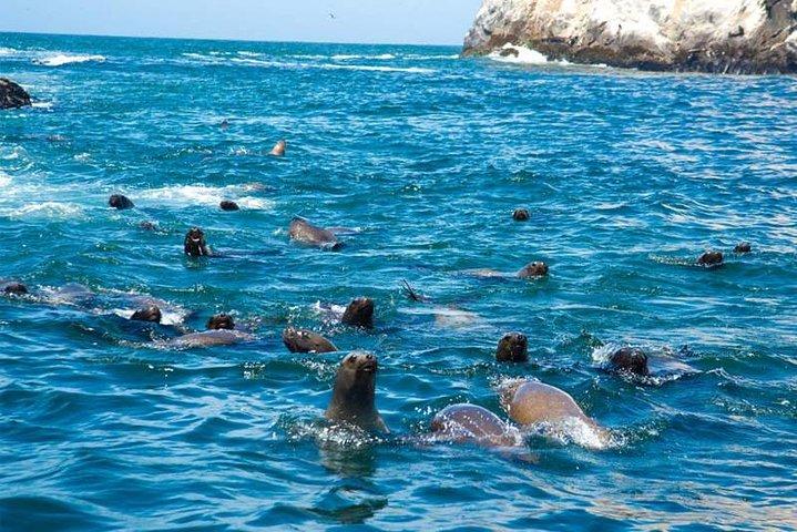 Swimming With Sea Lions At Palomino Island