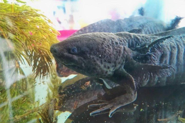 Axolotl Tour from CDMX