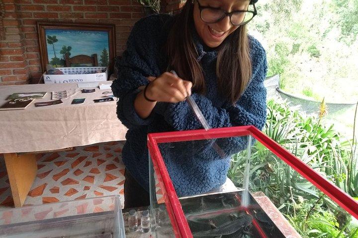Axolotl Tour from CDMX