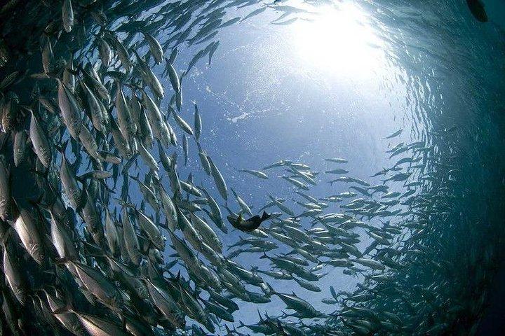 ジャカルタ水族館サファリ入場券
