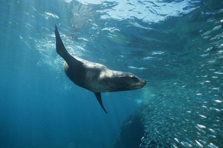 2 - Tank Scuba Dive in Cabo San Lucas Riserva per subacquei certificati