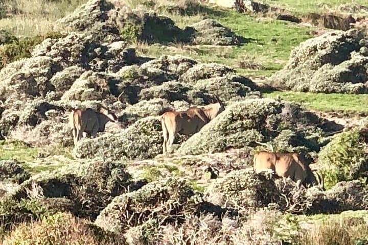 Cape Town Safari Transfers