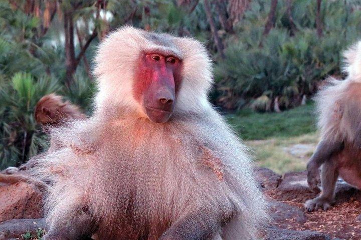2-daagse wildsafari naar Awash National Park